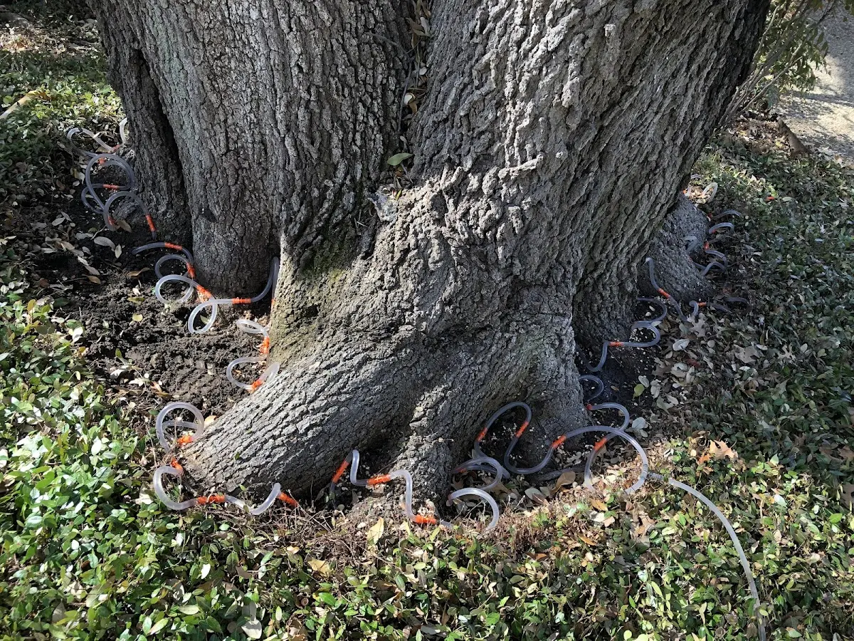 Detailed Tree Cabling and Bracing job site in Willow Hill