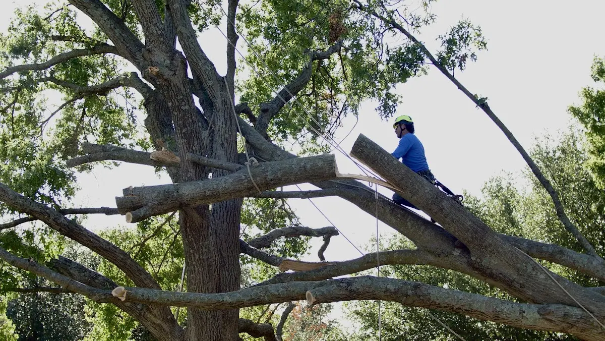 Professional Crown Thinning performed by certified arborists in Willow Hill